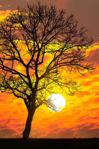 Обои Sunset Behind Branches 320x480