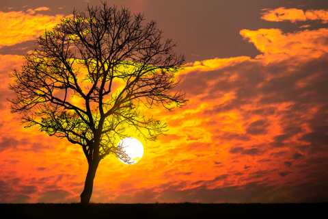 Sunset Behind Branches wallpaper 480x320