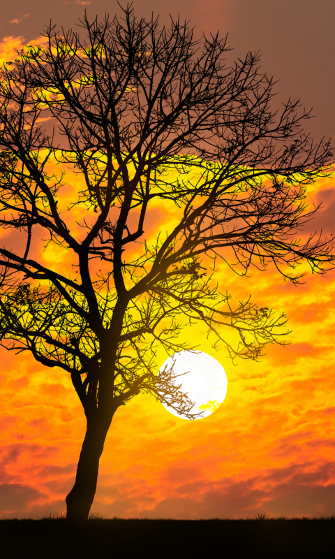 Обои Sunset Behind Branches 480x800