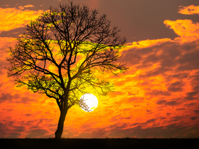 Обои Sunset Behind Branches 640x480