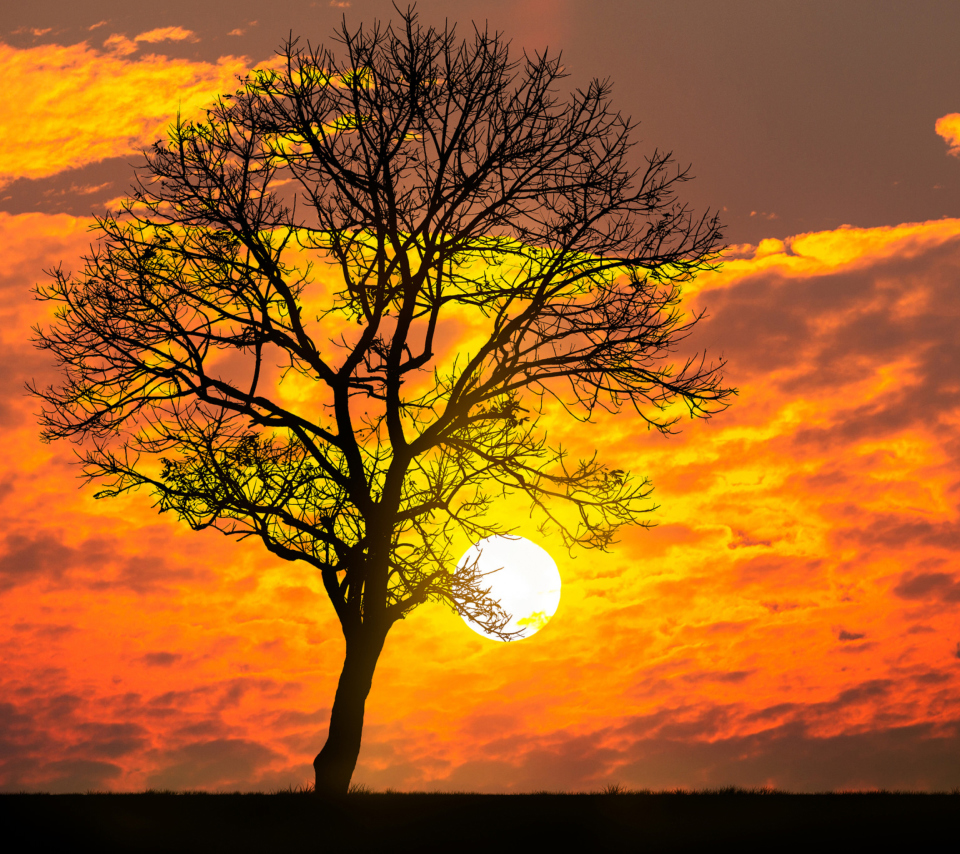 Das Sunset Behind Branches Wallpaper 960x854