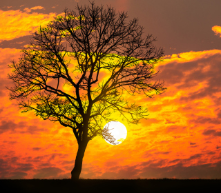 Sunset Behind Branches - Obrázkek zdarma pro 128x128