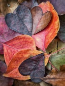 Fondo de pantalla I Love Autumn 132x176
