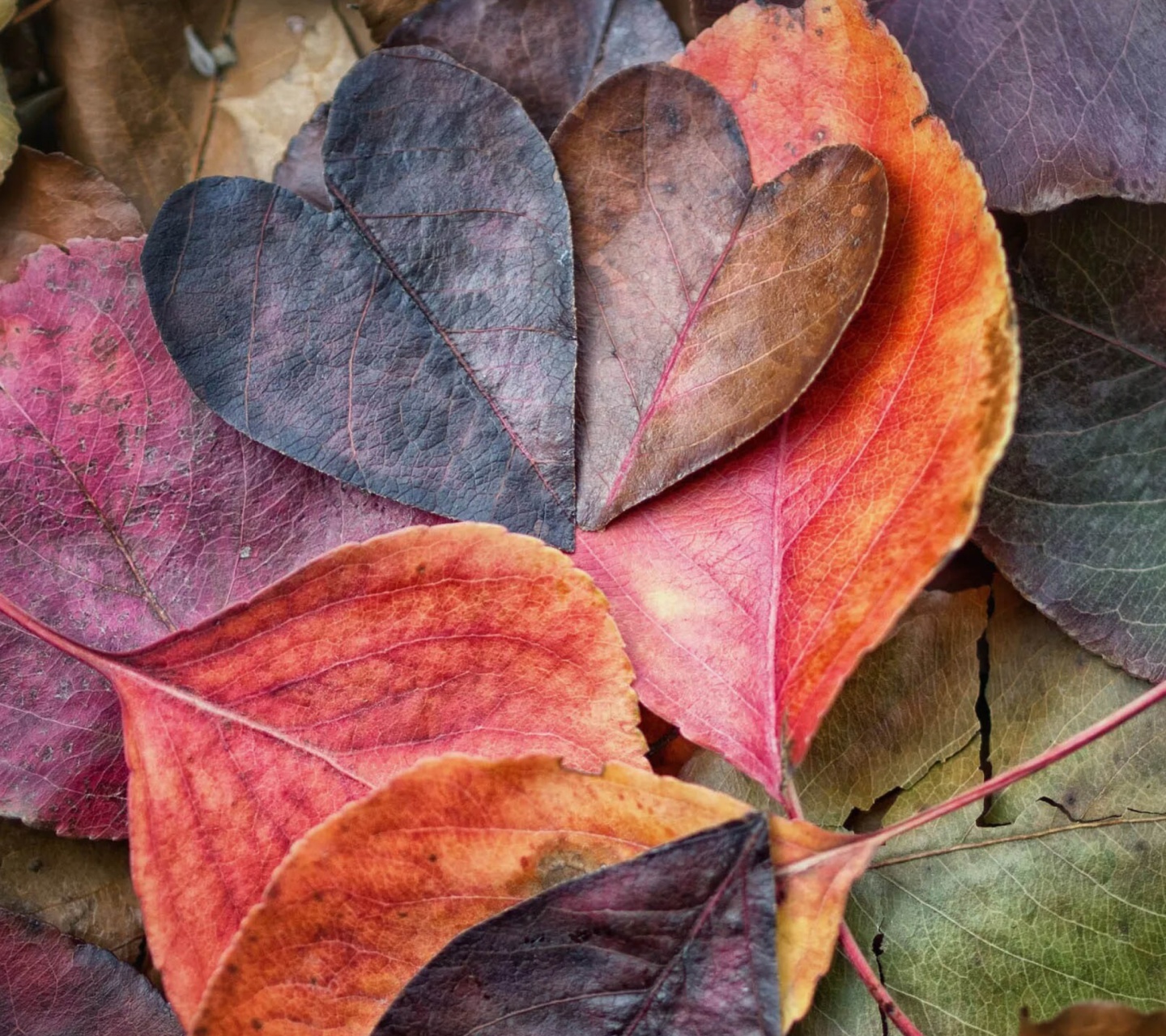 I Love Autumn screenshot #1 1440x1280