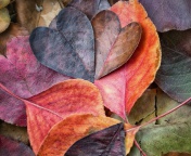 I Love Autumn wallpaper 176x144