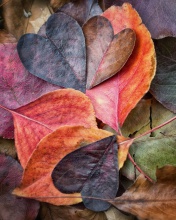 Das I Love Autumn Wallpaper 176x220