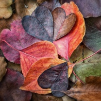 Das I Love Autumn Wallpaper 208x208