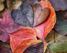 I Love Autumn wallpaper 220x176