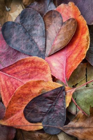 Das I Love Autumn Wallpaper 320x480