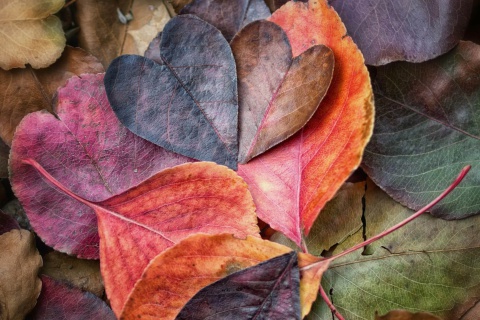 I Love Autumn wallpaper 480x320
