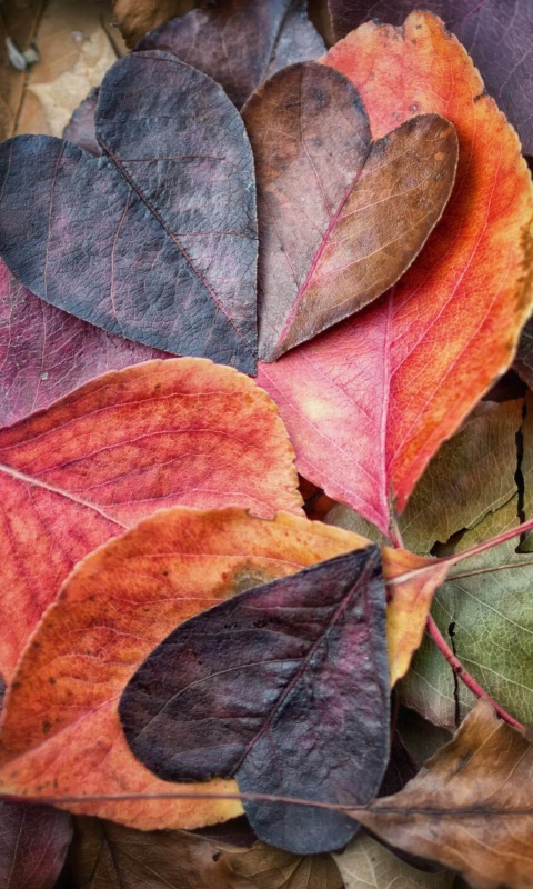 I Love Autumn wallpaper 480x800