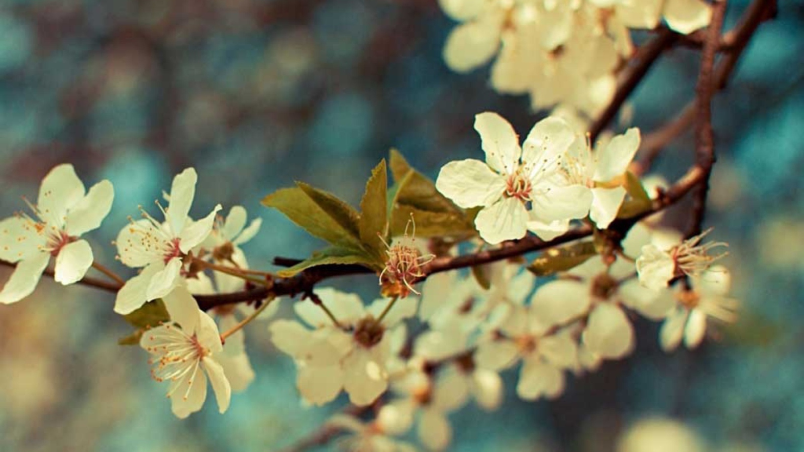 Beautiful Spring wallpaper 1600x900