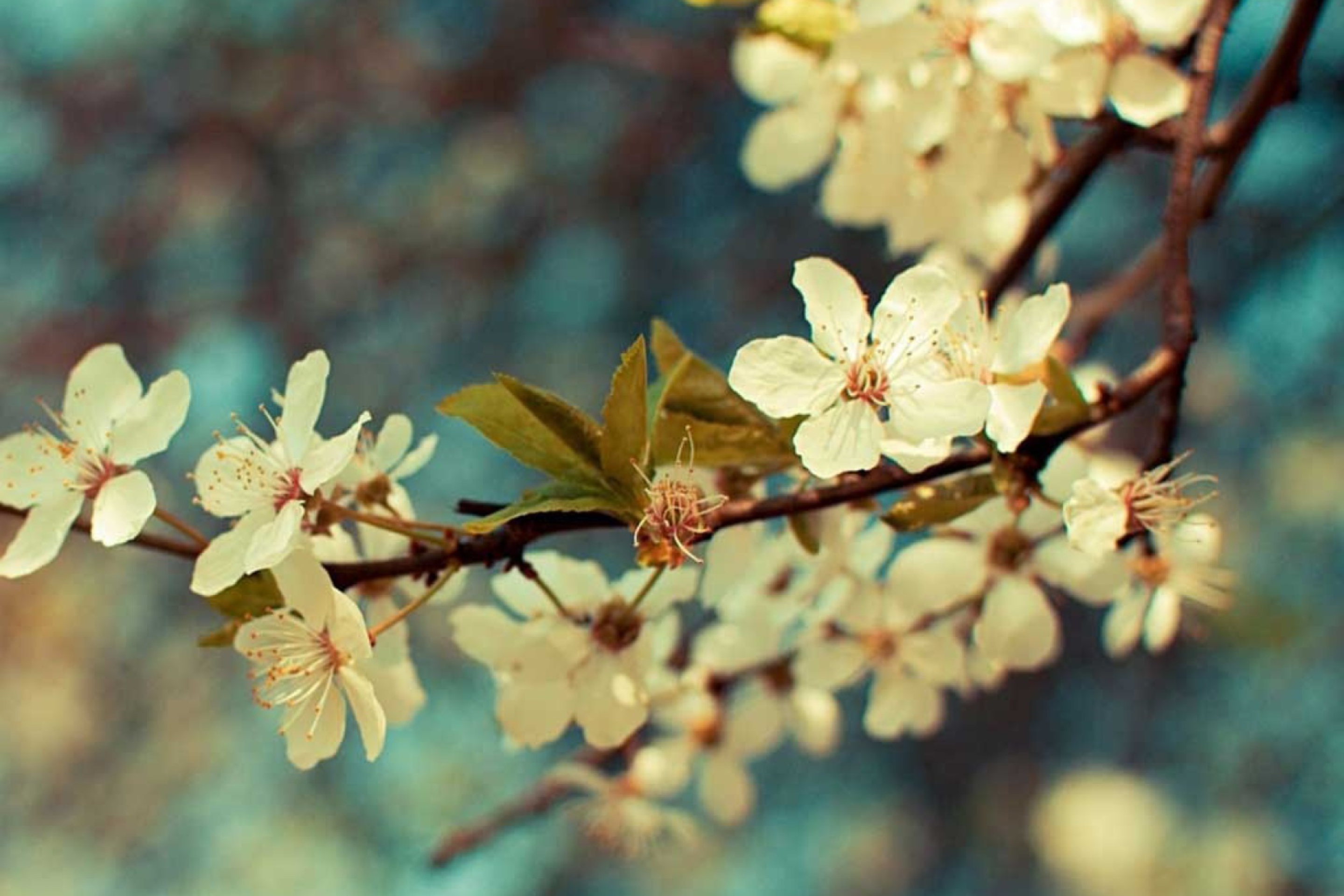 Das Beautiful Spring Wallpaper 2880x1920