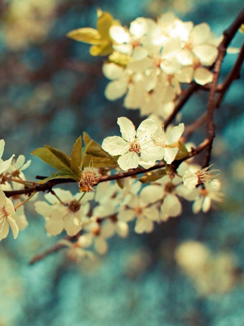 Beautiful Spring screenshot #1 480x640