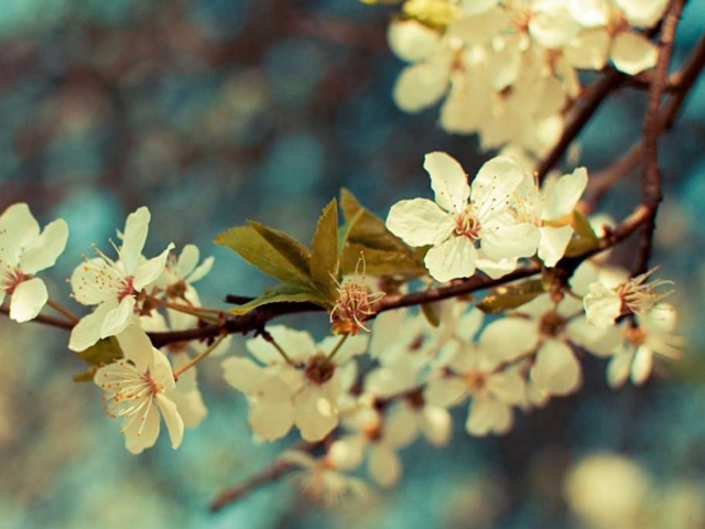 Das Beautiful Spring Wallpaper 640x480