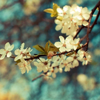 Beautiful Spring Wallpaper for iPad