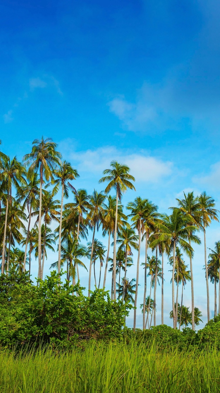 Fondo de pantalla Malaysia, Bohey Dulang Island 750x1334