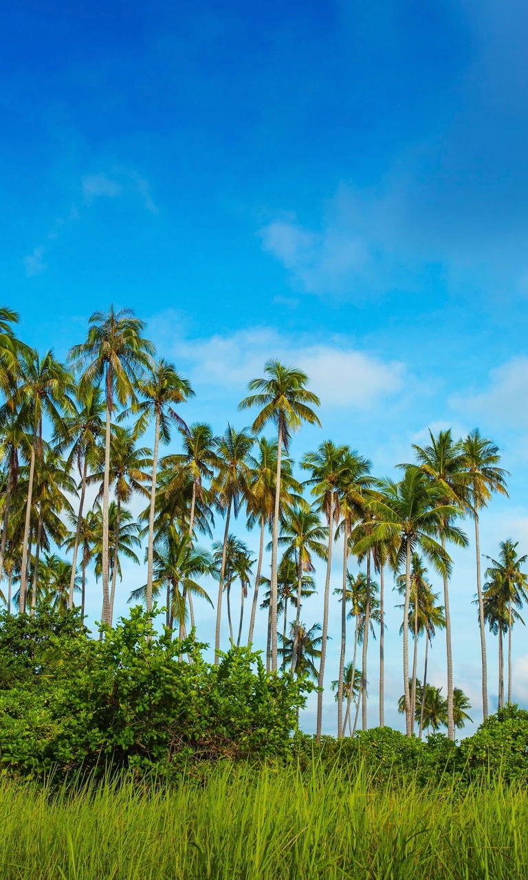 Обои Malaysia, Bohey Dulang Island 768x1280