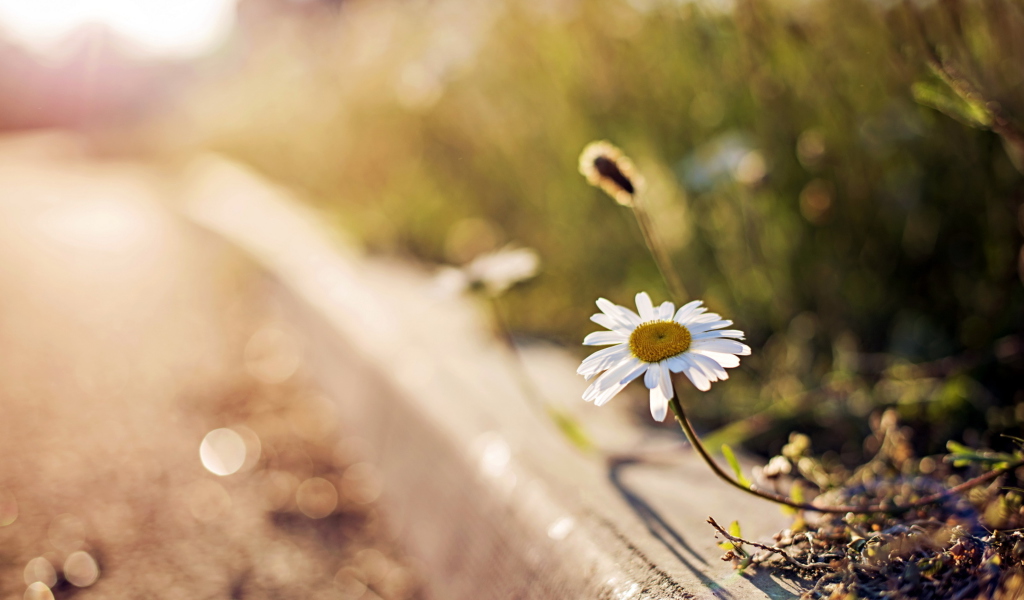 Das Little Daisy Next To Road Wallpaper 1024x600