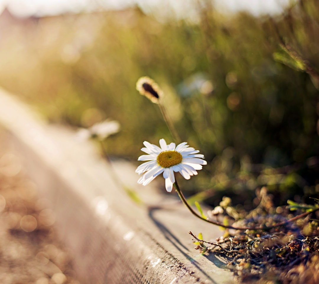 Little Daisy Next To Road wallpaper 1080x960