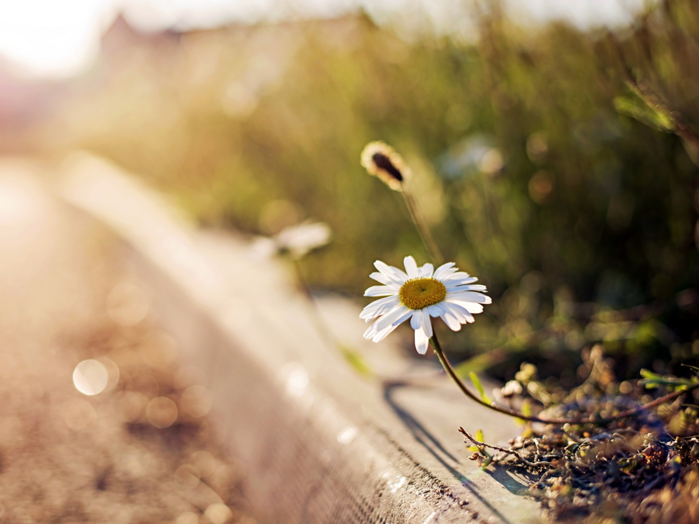 Little Daisy Next To Road screenshot #1 1400x1050