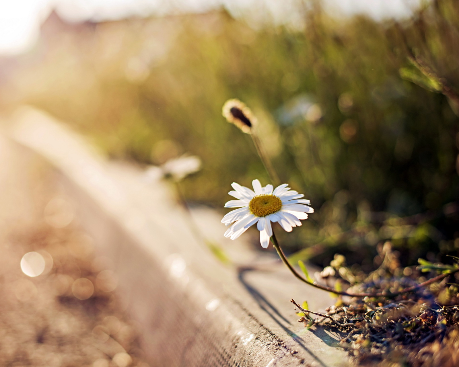 Little Daisy Next To Road wallpaper 1600x1280