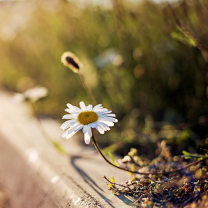 Little Daisy Next To Road wallpaper 208x208