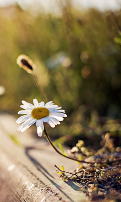 Little Daisy Next To Road wallpaper 240x400