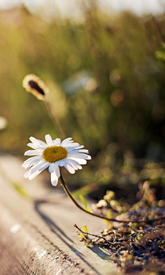 Fondo de pantalla Little Daisy Next To Road 240x400