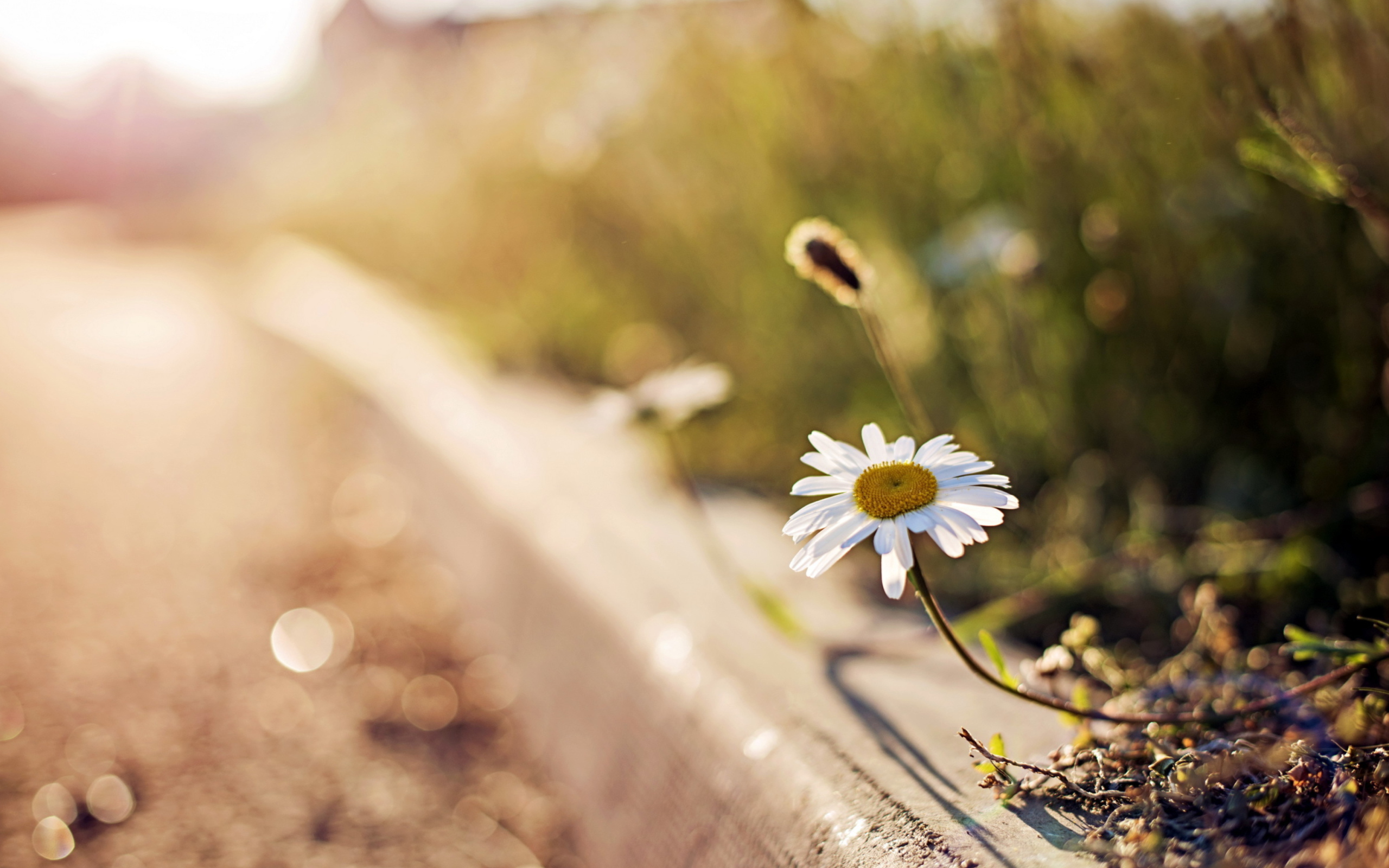 Little Daisy Next To Road wallpaper 2560x1600