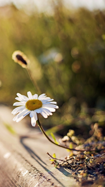 Little Daisy Next To Road wallpaper 360x640
