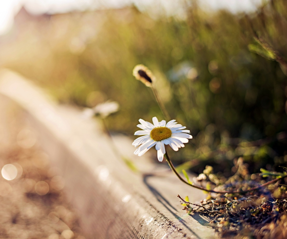 Das Little Daisy Next To Road Wallpaper 960x800