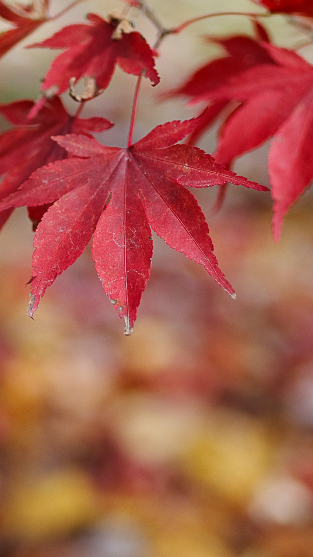 Fondo de pantalla Red Leaves Bokeh 1080x1920