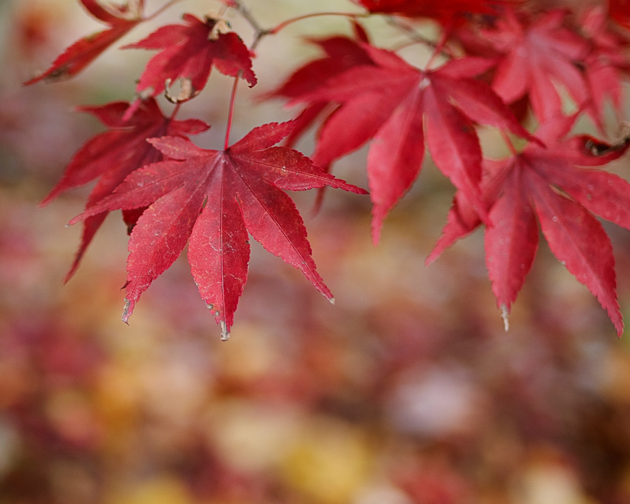 Sfondi Red Leaves Bokeh 1280x1024