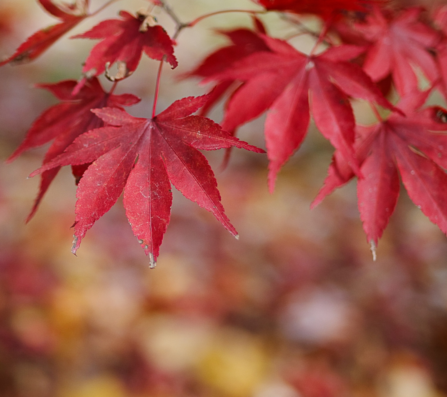 Sfondi Red Leaves Bokeh 1440x1280
