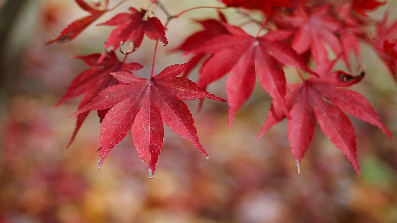 Sfondi Red Leaves Bokeh 1600x900