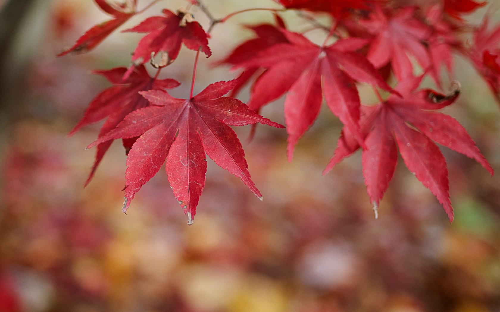 Обои Red Leaves Bokeh 1680x1050