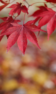 Sfondi Red Leaves Bokeh 240x400