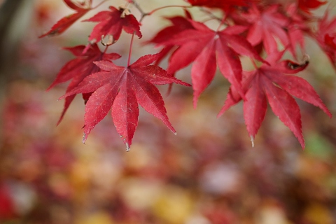Обои Red Leaves Bokeh 480x320
