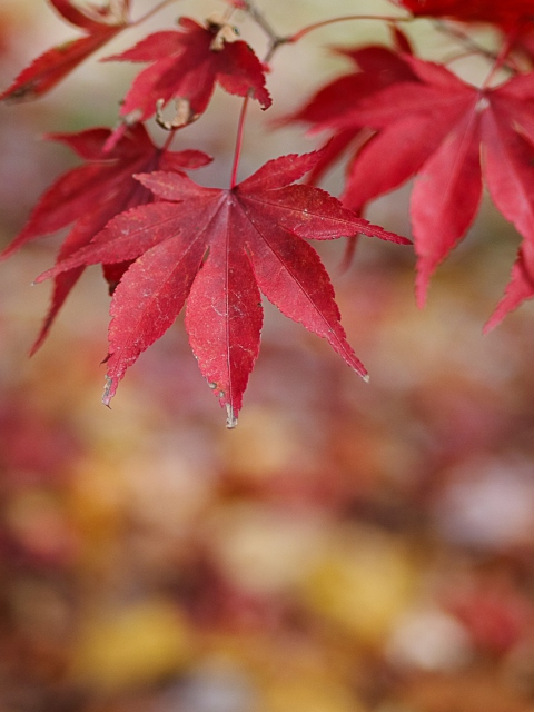 Das Red Leaves Bokeh Wallpaper 480x640