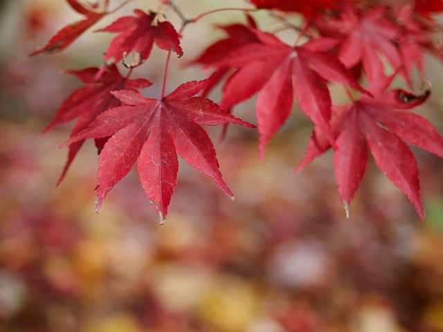 Das Red Leaves Bokeh Wallpaper 640x480