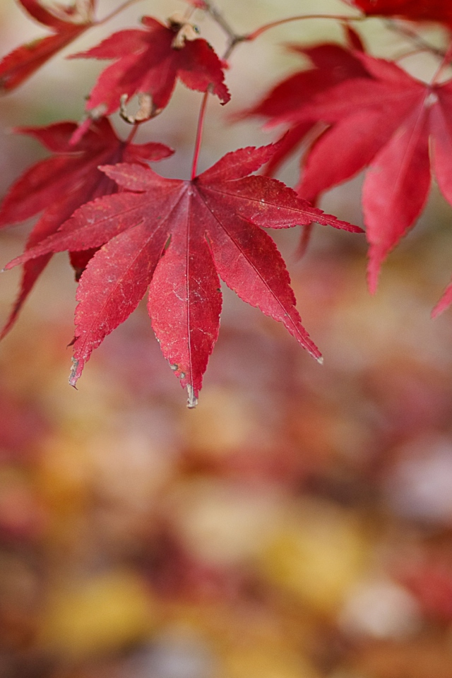 Das Red Leaves Bokeh Wallpaper 640x960