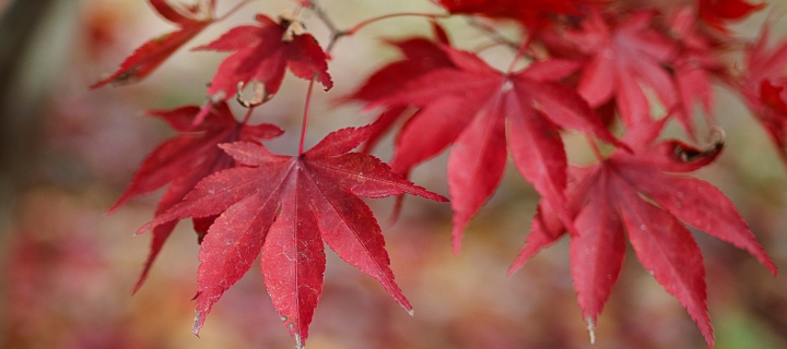 Обои Red Leaves Bokeh 720x320