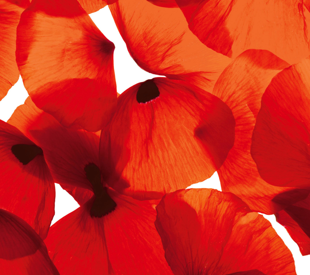 Poppy Petals wallpaper 1080x960