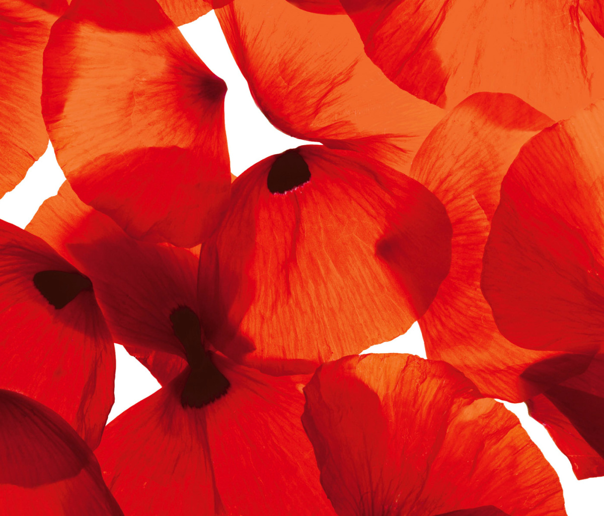 Poppy Petals wallpaper 1200x1024