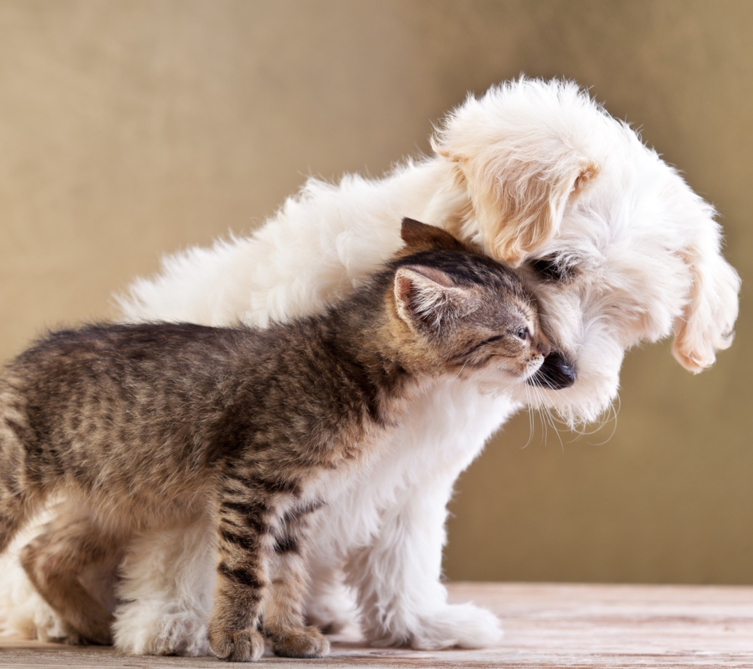 Life Of Cat And Dog wallpaper 1080x960