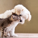 Das Life Of Cat And Dog Wallpaper 128x128
