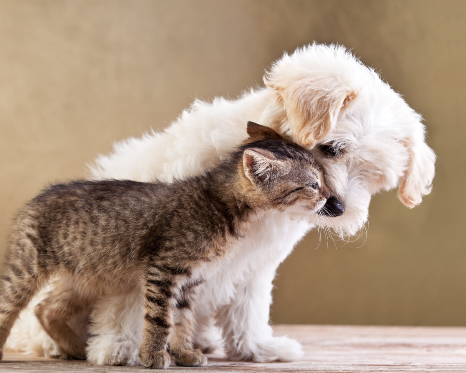 Das Life Of Cat And Dog Wallpaper 1600x1280