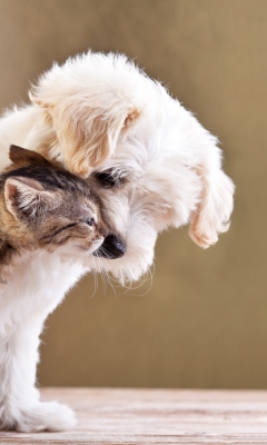 Life Of Cat And Dog wallpaper 240x400