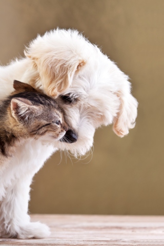 Das Life Of Cat And Dog Wallpaper 320x480